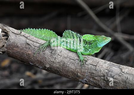 Basilisk (Basiliscus basiliscus), Jesus christ Lizard Stockfoto