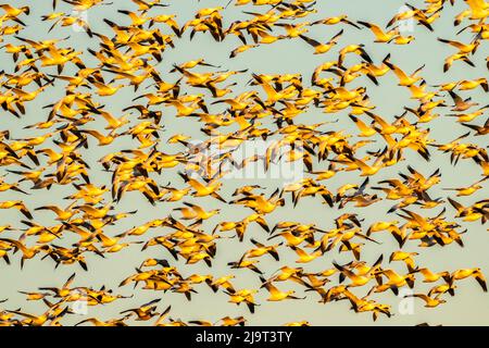 USA, New Mexico, Bernardo Wildlife Management Area. Schneegänse im Flug. Stockfoto