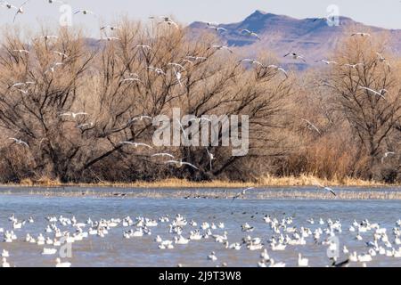 USA, New Mexico, Bosque Del Apache National Wildlife Refuge. Schneegänse bereiten sich auf das Land im Wasser vor. Stockfoto