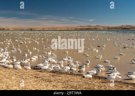 USA, New Mexico, Bosque Del Apache National Wildlife Refuge. Schar von Schneegänsen, die im Wasser ruhen. Stockfoto