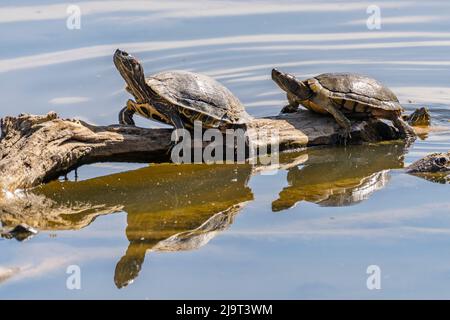 USA, New Mexico, Rio Grande Nature Center State Park. Rotohrschildkröten, die auf dem Baumstamm ruhen. Stockfoto