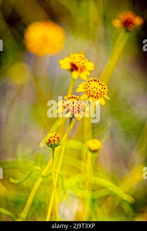 USA, New Mexico, Alamogordo. Nahaufnahme von Wildblumen. Stockfoto