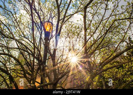 USA, New York City, Upper East Side. John Finlay Walk am East River, Carl Shultz Park bei Sonnenuntergang (zu Beginn der Covid-Krise) Stockfoto
