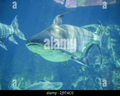 Der Mekong-Riesenwels (Pangasianodon gigas) ist eine große, bedrohte Welsart, die im großen Aquarium schwimmt Stockfoto