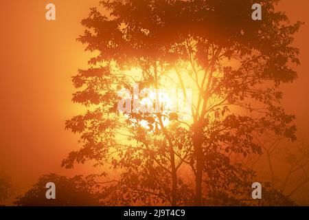 Sonnenaufgang über dem costaricanischen Regenwald Stockfoto