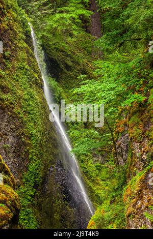 Oberer Abschnitt der Wahclella Falls, Columbia River Gorge National Scenic Area, Oregon Stockfoto