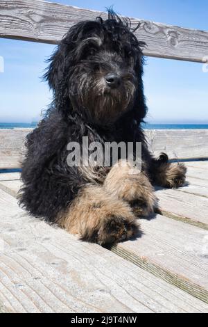 Goldendoodle liegt an der Ostsee am Meer. Goldendoodle in schwarz und braun. Tierfoto in der Natur Stockfoto