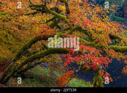 Bunte Herbstapeln entlang des Humbug Creek in Clatsop County, Oregon, USA Stockfoto