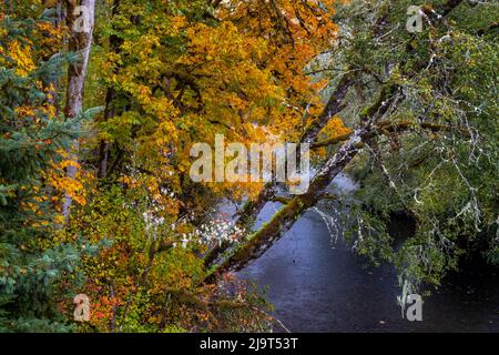 Bunte Herbstapeln entlang des Humbug Creek in Clatsop County, Oregon, USA Stockfoto