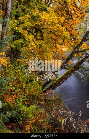 Bunte Herbstapeln entlang des Humbug Creek in Clatsop County, Oregon, USA Stockfoto