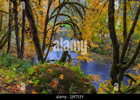 Bunte Herbstapeln entlang des Humbug Creek in Clatsop County, Oregon, USA Stockfoto