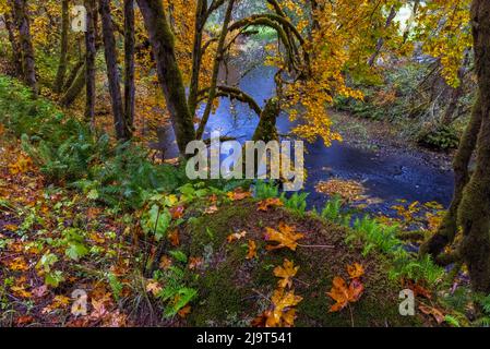 Bunte Herbstapeln entlang des Humbug Creek in Clatsop County, Oregon, USA Stockfoto