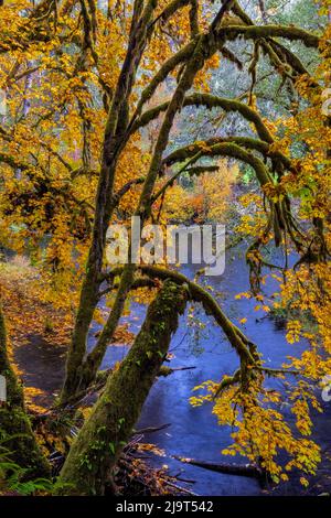 Bunte Herbstapeln entlang des Humbug Creek in Clatsop County, Oregon, USA Stockfoto