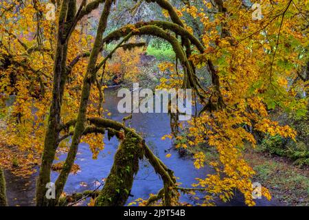 Bunte Herbstapeln entlang des Humbug Creek in Clatsop County, Oregon, USA Stockfoto