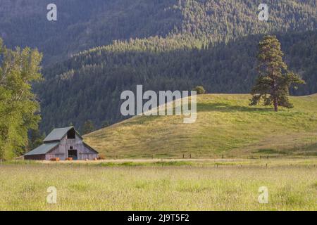 USA, Oregon, Joseph. Alte Holzscheune in Grasfeld. Stockfoto