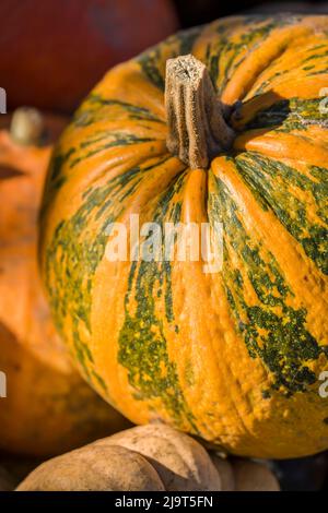 Hood River, Oregon, USA. Musque de Provence Pumpkin ist eine französische Käsesorte aus Erbstück, die auch als Fairyale bekannt ist. Sattfarbener grüner Hintergrund und o Stockfoto