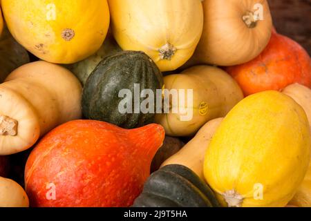 Hood River, Oregon, USA. Verschiedene Winter-Squash-Sorten, darunter Acorn, Butternut, Kuri und Spaghetti oder Gemüsequasch. Stockfoto