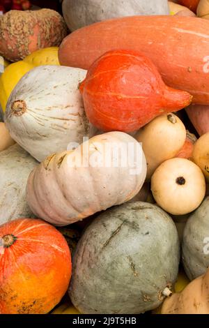 Hood River, Oregon, USA. Verschiedene Winter-Squash, einschließlich Banana, Hubbard, Butternut und Kuri Squash. Stockfoto