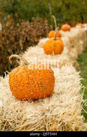 Hood River, Oregon, USA. Orange warzig Kürbisse ruhen auf Heuballen zur Halloween Dekoration. Stockfoto