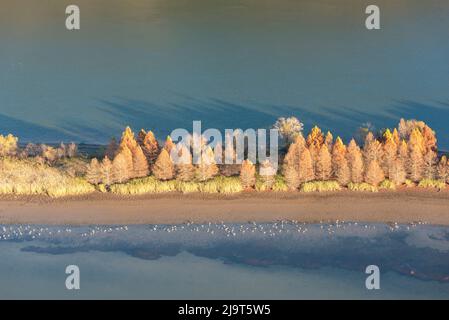 USA, Tennessee. Abends leichter Tennessee River, Hiwasee Wildlife Refuge. Sandhill-Krane führen entlang freiliegender Kanten. Stockfoto