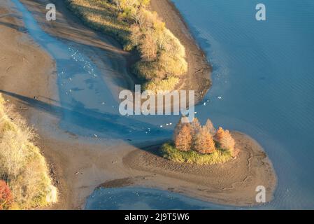 USA, Tennessee. Tennessee Valley Authority Drawdown, Tennessee River. Weiße Pelikane, Sandhügelkrane, Kanadagänse füttern Stockfoto