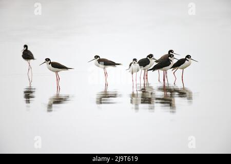 Gruppe von Schwarzhalsstelzen, die zusammen mit Reflexion auf dem Wasser stehen, South Padre Island, Texas Stockfoto