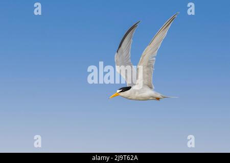 Least Tern Flying, South Padre Island, Texas Stockfoto