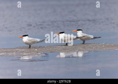 Trio von Royal terns, South Padre Island, Texas Stockfoto