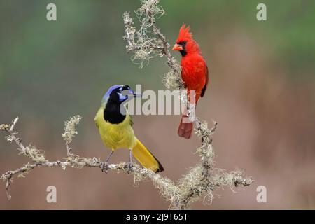 Nördlicher Männlicher Kardinal. Rio Grande Valley, Texas Stockfoto