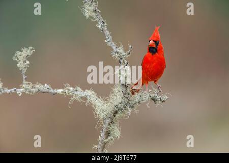 Nördlicher Männlicher Kardinal. Rio Grande Valley, Texas Stockfoto