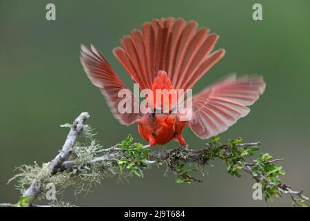 Nördlicher Männlicher Kardinal. Rio Grande Valley, Texas Stockfoto