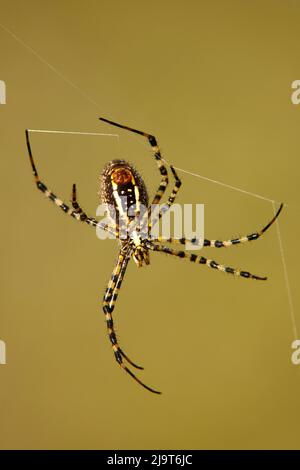 USA, Texas, Austin. Gebänderte Gartenspinne im Netz. Stockfoto