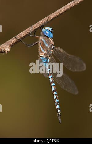 USA, Texas, Austin. Männlicher Blauäugiger Darner Libelle auf dem Glied. Stockfoto