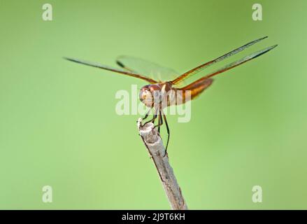 USA, Texas, Hidalgo County. Männlicher, schlammiger Amberflügel auf Stock. Stockfoto