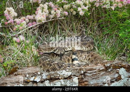USA, Texas, Hill Country. Gewickelte westliche Diamantrücken-Klapperschlange und Mimosen-Wildblumen. Stockfoto