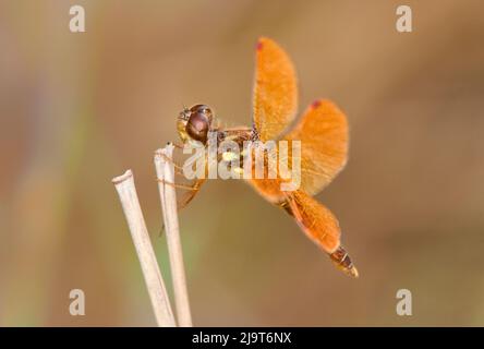 USA, Texas, Santa Ana National Wildlife Refuge. Männliche östliche Amberflügel-Libelle aus der Nähe. Stockfoto