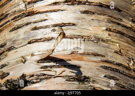 USA, Vermont, Morrisville, Jopson Lane, Birkenrinde Stockfoto