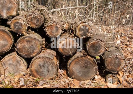 USA, Vermont, Morrisville, Jopson Lane, Holzstapel Stockfoto