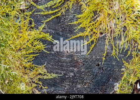 USA, Vermont, Morrisville, Jopson Lane, Moos am Ende des Holzes Stockfoto