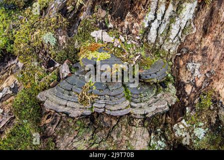 USA, Vermont, Morrisville, Jopson Lane, Waldflechten auf Baumstamm Stockfoto