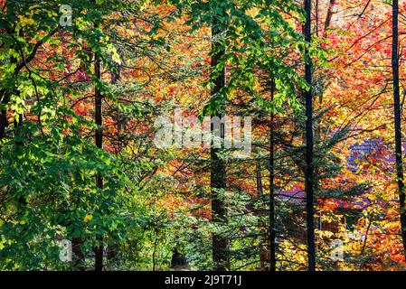 USA, Vermont, Morrisville, Jopson Lane. Herbstlaub Stockfoto