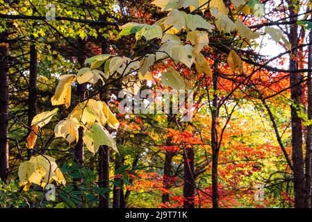 USA, Vermont, Morrisville, Jopson Lane. Herbstlaub Stockfoto