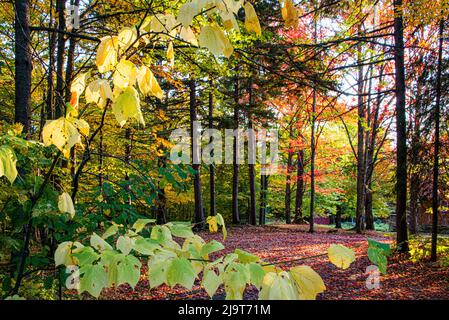 USA, Vermont, Morrisville, Jopson Lane. Herbstlaub Stockfoto