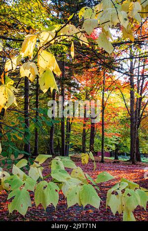 USA, Vermont, Morrisville, Jopson Lane. Herbstlaub Stockfoto