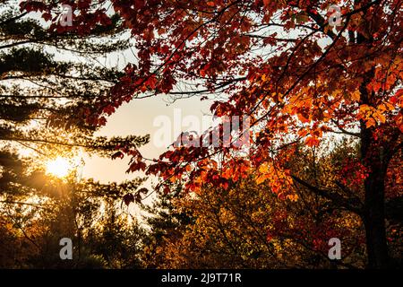 USA, Vermont, Morrisville, Jopson Lane. Herbstlaub Stockfoto