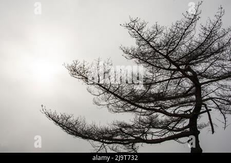 USA, Vermont, Morrisville, Jopson Lane. Der Baum wurde vor dem Winterhimmel silhouettiert Stockfoto