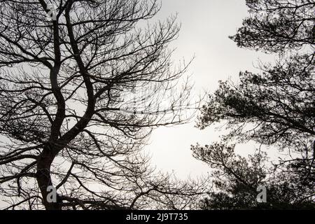 USA, Vermont, Morrisville, Jopson Lane. Der Baum wurde vor dem Winterhimmel silhouettiert Stockfoto