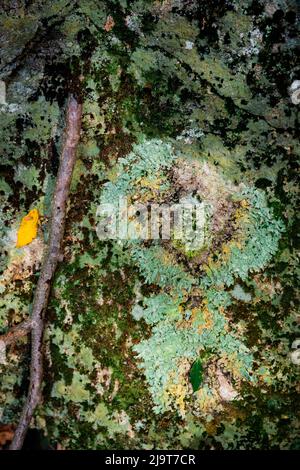 Moos und Flechten bedeckte Felsen, Wigwam Falls, Virginia, Blue Ridge Parkway Stockfoto