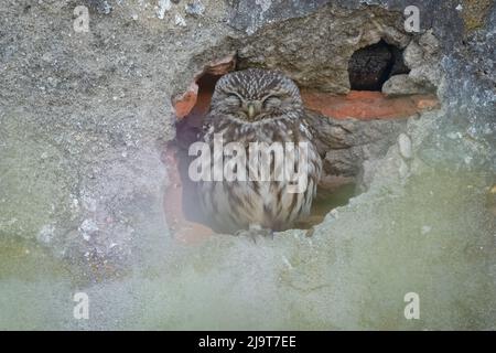 Kleine Eule (Athene noctua), die in der Dämmerung in einem Loch in einer Wand eines verlassenen Hauses in Portugal, Europa, schläft Stockfoto