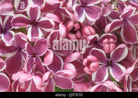USA, Staat Washington, Seabeck. Fliederblüten aus nächster Nähe. Stockfoto